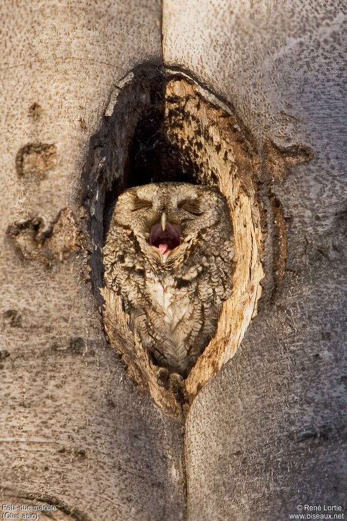 Eastern Screech Owl