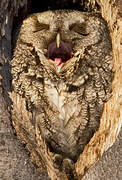 Eastern Screech Owl