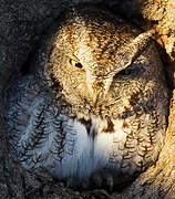 Eastern Screech Owl