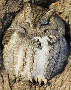 Eastern Screech Owl