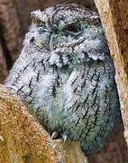 Eastern Screech Owl