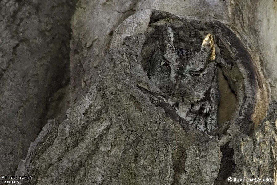 Eastern Screech Owl