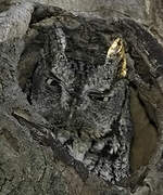 Eastern Screech Owl