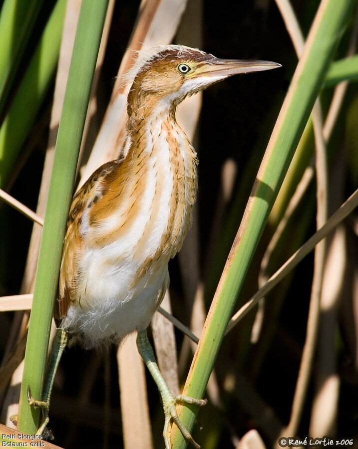 Least Bitternjuvenile