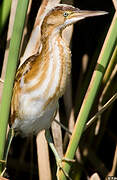 Least Bittern