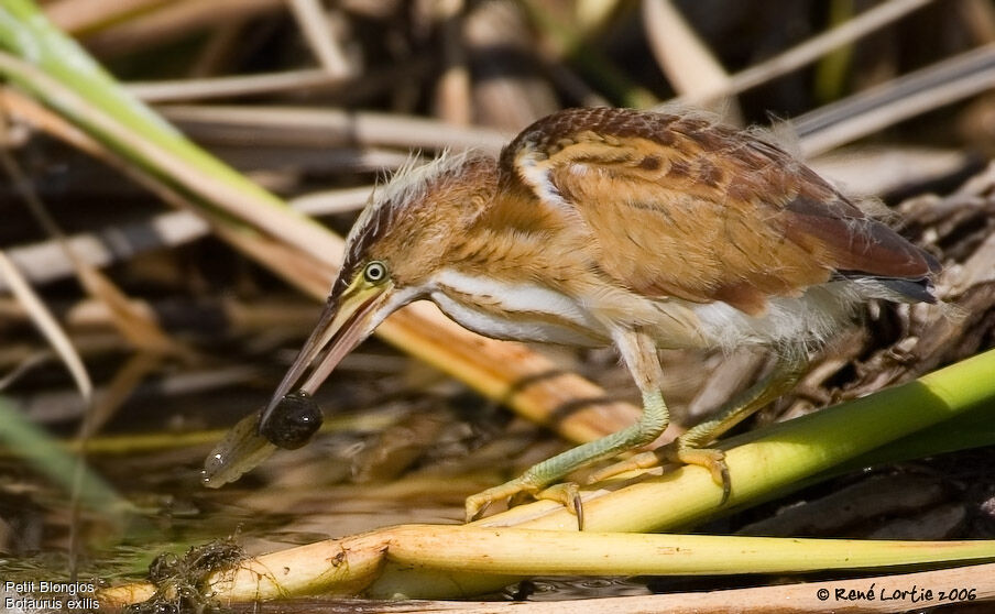 Least Bittern