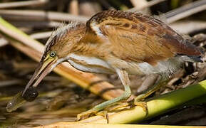 Least Bittern