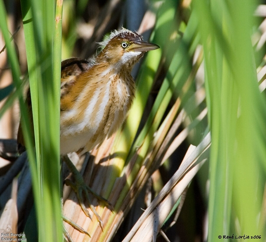 Least Bittern