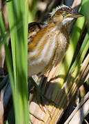 Least Bittern