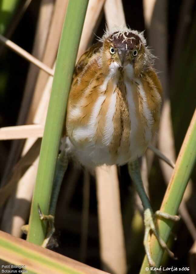 Least Bittern