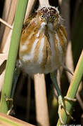 Least Bittern