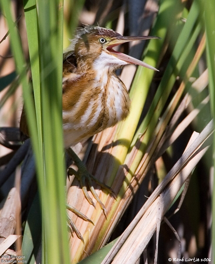 Least Bittern