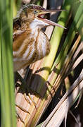 Least Bittern