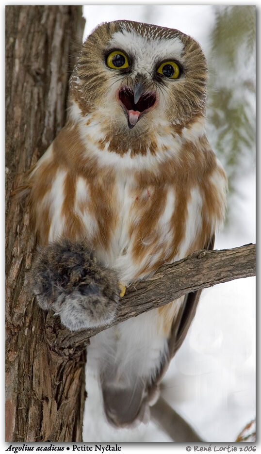 Northern Saw-whet Owl