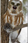 Northern Saw-whet Owl