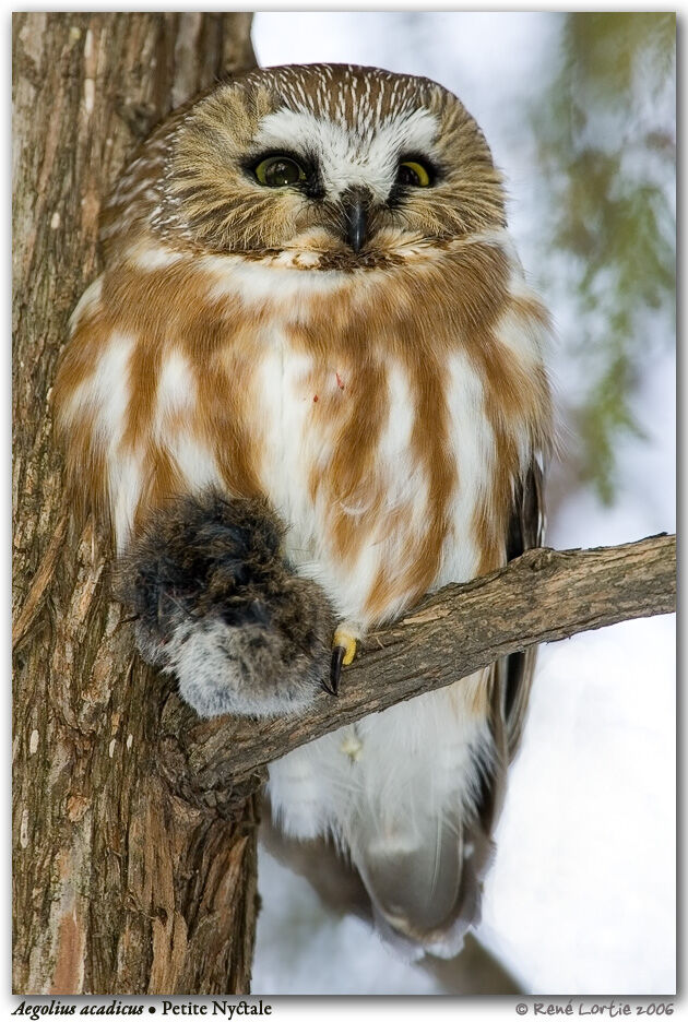 Northern Saw-whet Owl