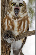 Northern Saw-whet Owl