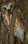 Northern Saw-whet Owl