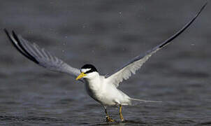 Least Tern