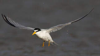 Least Tern