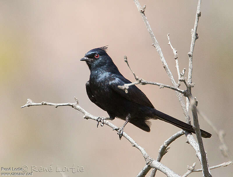 Phainopepla male adult, identification