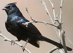 Phainopepla