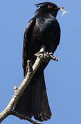 Phainopepla