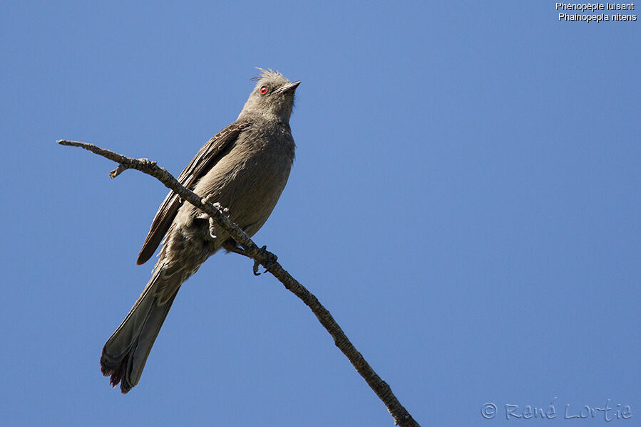 Phainopepla female adult, identification