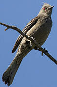 Phainopepla