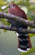 Squirrel Cuckoo