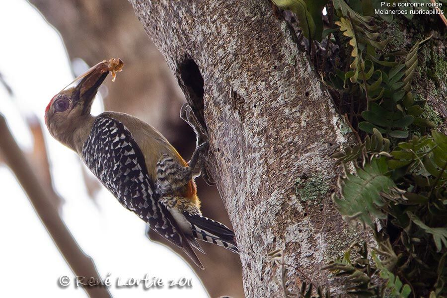 Red-crowned Woodpeckeradult, identification, feeding habits, Reproduction-nesting, Behaviour