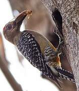 Red-crowned Woodpecker