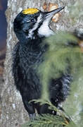 Black-backed Woodpecker