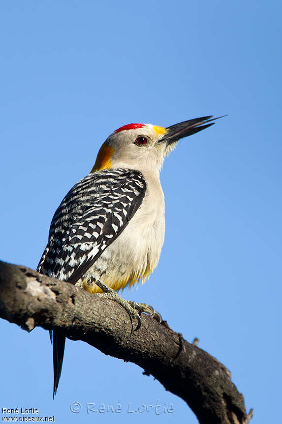 Golden-fronted Woodpecker male adult, identification