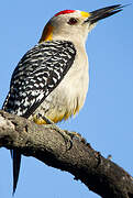 Golden-fronted Woodpecker