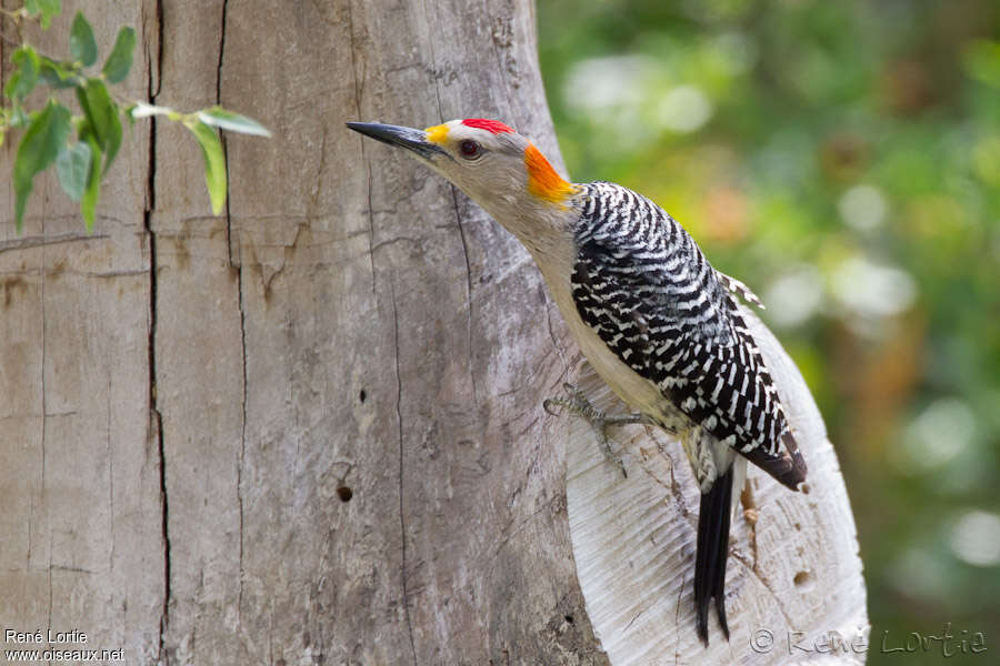 Golden-fronted Woodpecker male adult, identification