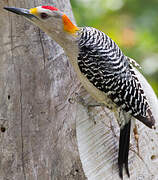 Golden-fronted Woodpecker