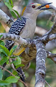 Golden-fronted Woodpecker