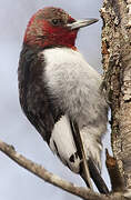 Red-headed Woodpecker