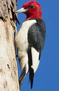 Red-headed Woodpecker