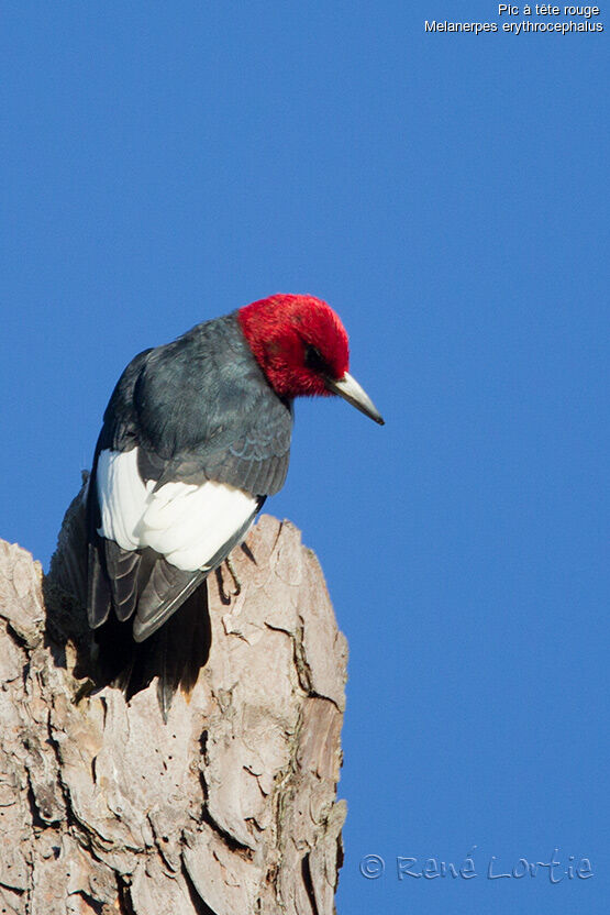 Pic à tête rougeadulte, identification