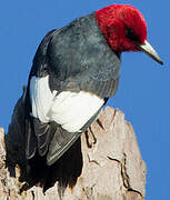 Red-headed Woodpecker