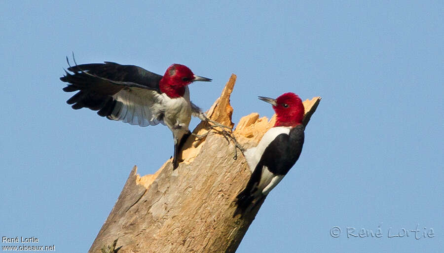 Red-headed Woodpeckeradult, Behaviour