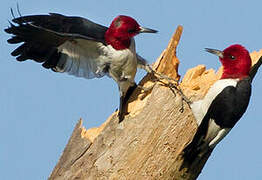 Red-headed Woodpecker