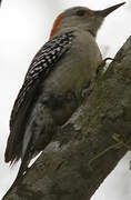 Red-bellied Woodpecker