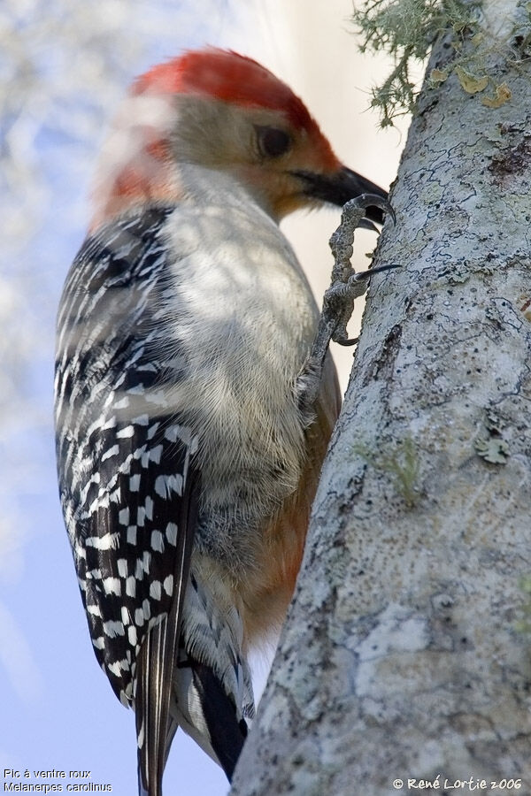 Red-bellied Woodpecker male adult