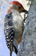 Red-bellied Woodpecker