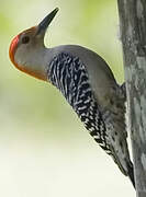 Red-bellied Woodpecker