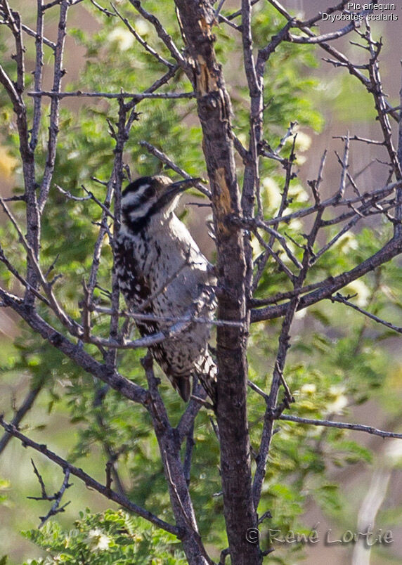 Pic arlequin femelle adulte, identification