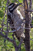 Ladder-backed Woodpecker